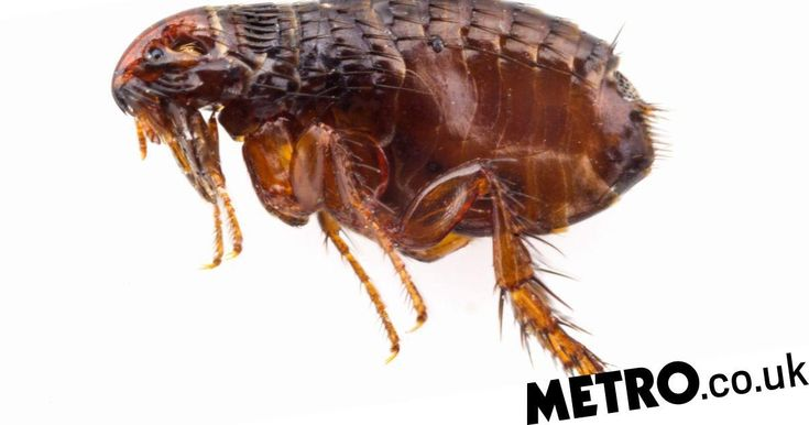 Блоха без фона