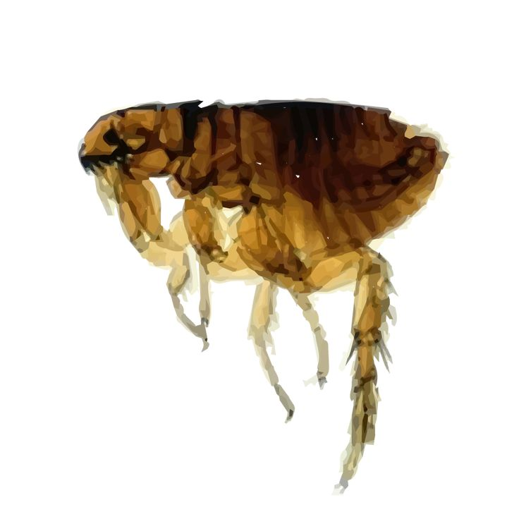 Блоха на белом фоне