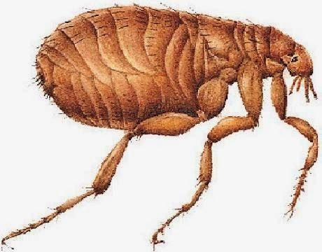 Блоха без фона