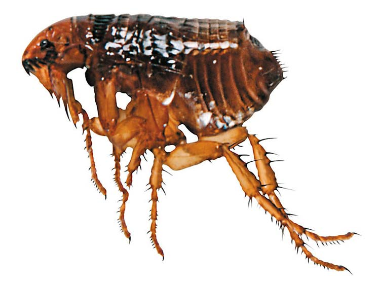 Блоха без фона