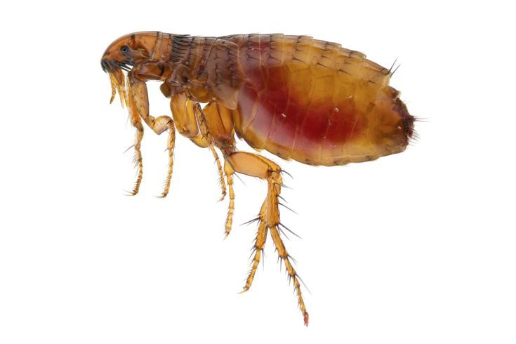 Цикл блохи жизненный макет