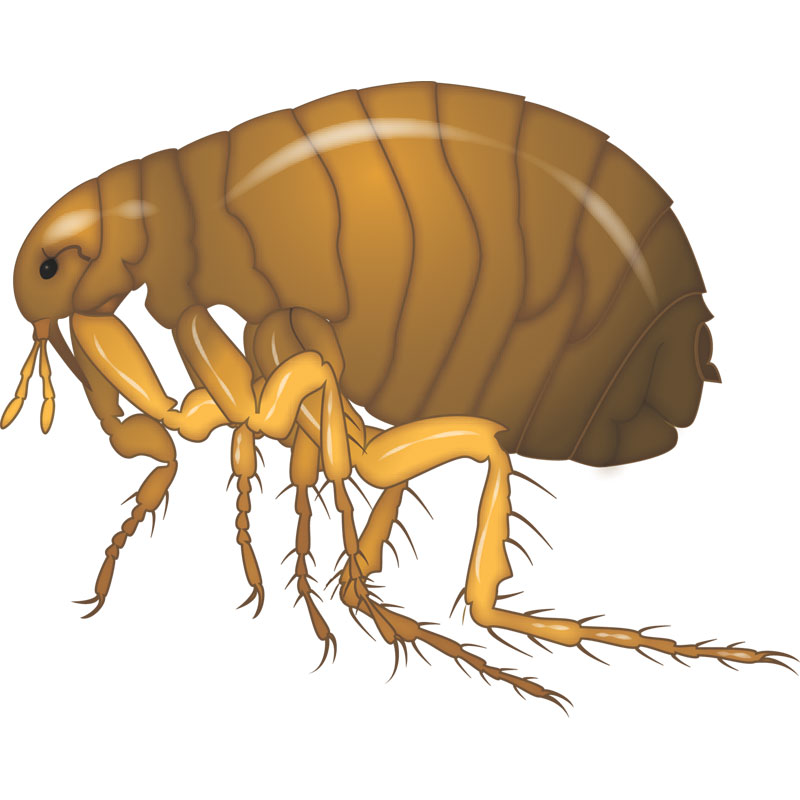 Блоха на белом фоне