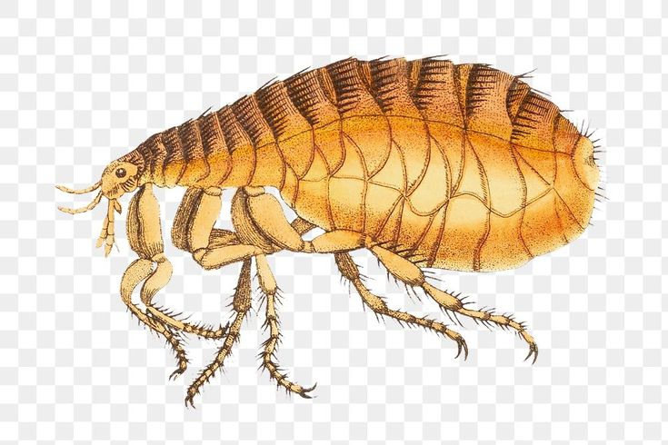 Гигантская блоха