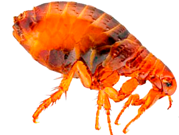 Блоха для фотошопа