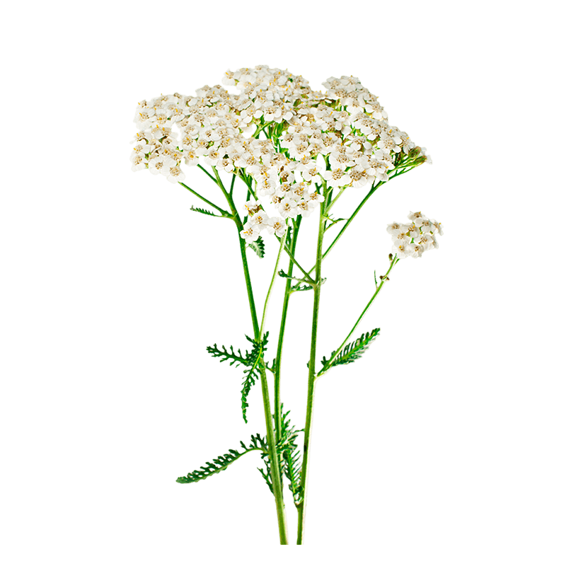 Тысячелистник Ахиллея