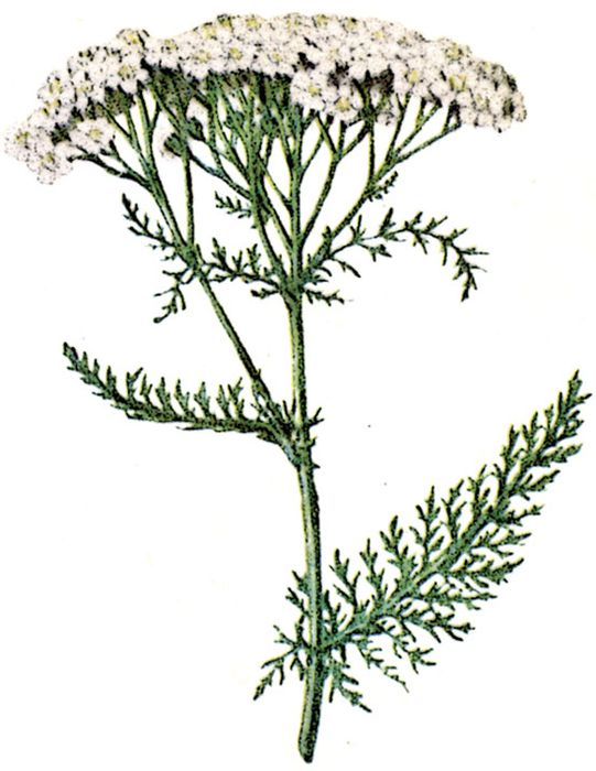 Тысячелистник обыкновенный