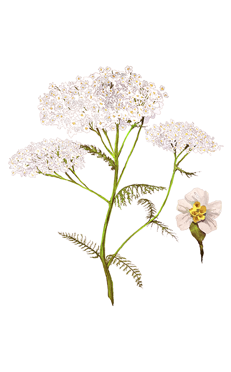 Тысячелистник обыкновенный для детей