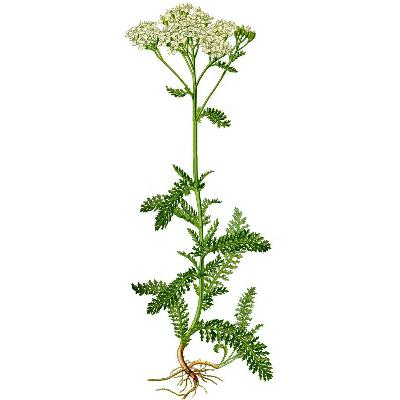 Тысячелистник обыкновенная сорные растения