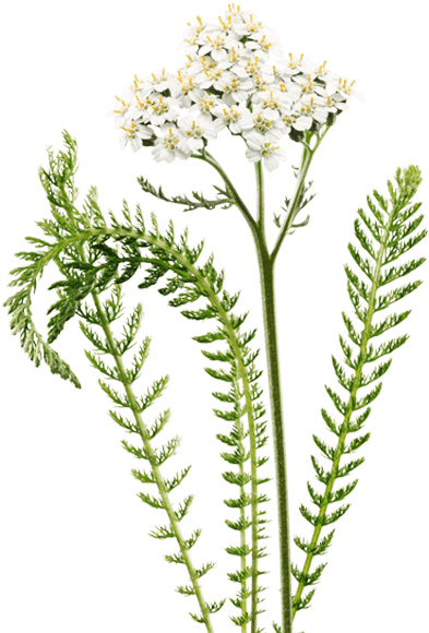 Тысячелистник обыкновенный ГФ