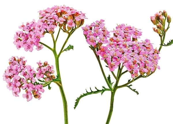 Тысячелистник клипарт