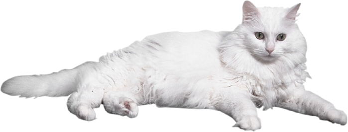 Коты на белом фоне