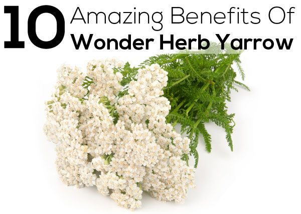 Тысячелистник таволговый