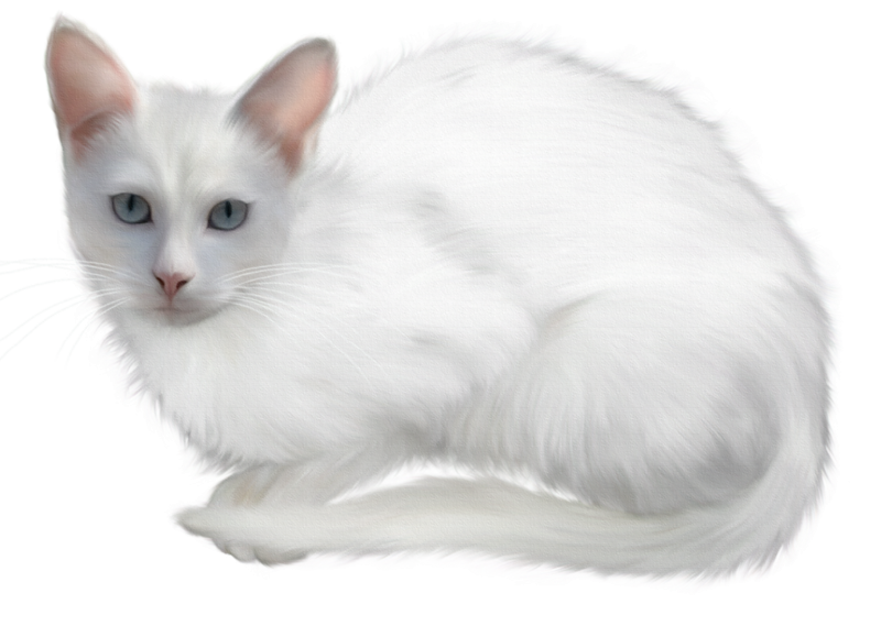 Турецкая ангора кошка