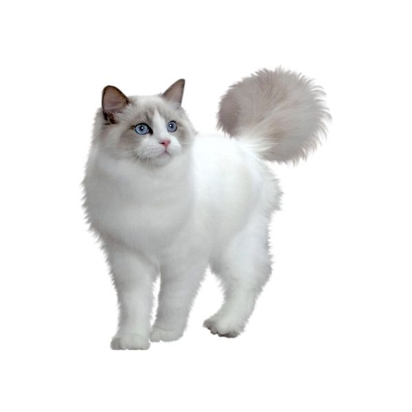 Рэгдолл Манчкин