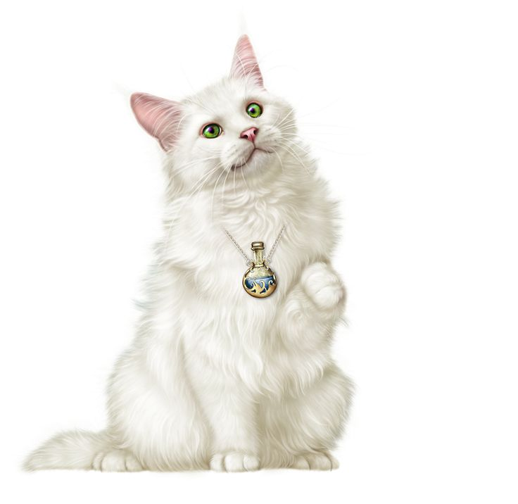 Белая кошка на прозрачном фоне