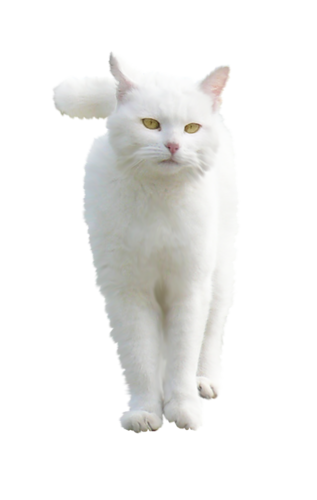Белый котик на прозрачном фоне