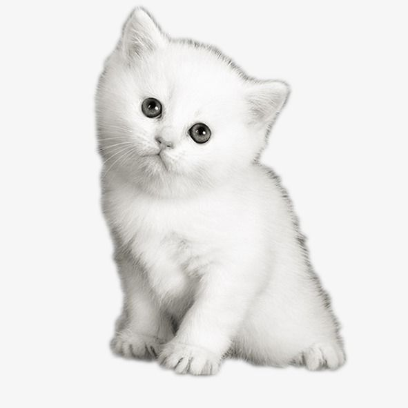 Белая кошка на белом фоне