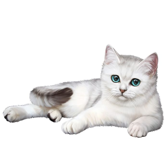 Британская короткошёрстная кошка