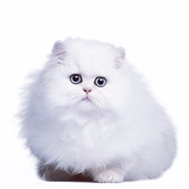 Котик на белом фоне