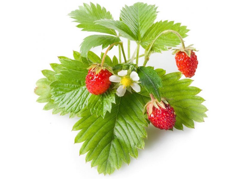 Земляника на белом фоне