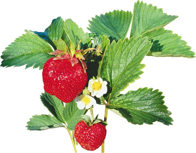 Клубника на белом фоне