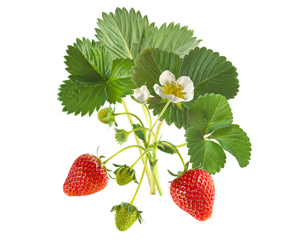 Земляника Лесная веточка