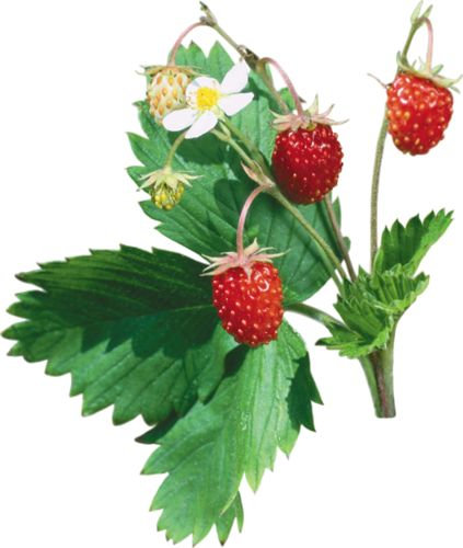 Земляника Лесная веточка