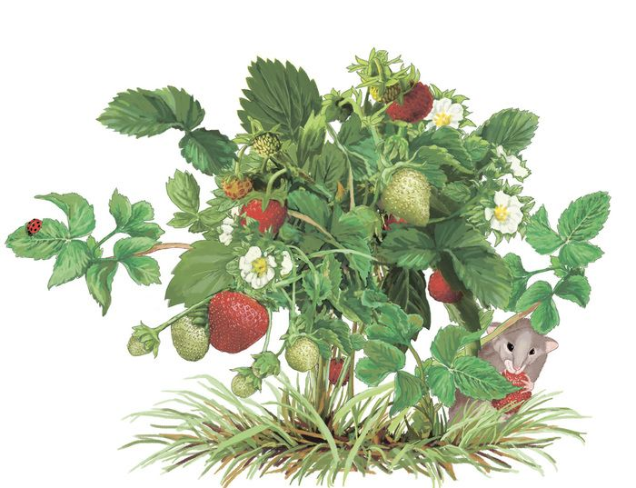 Земляничная малина куст