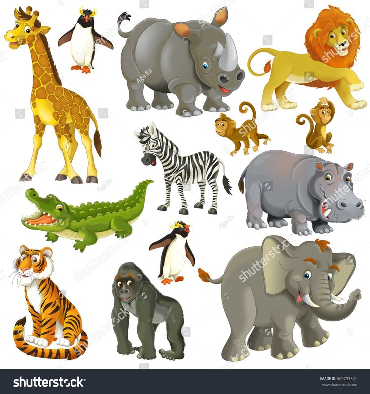 Животные джунглей для дошкольников