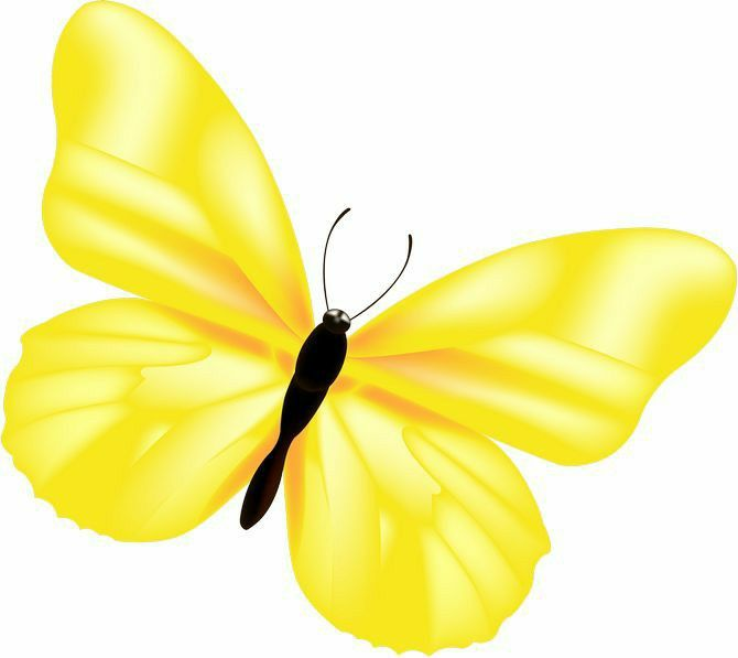 Желтая бабочка на прозрачном фоне