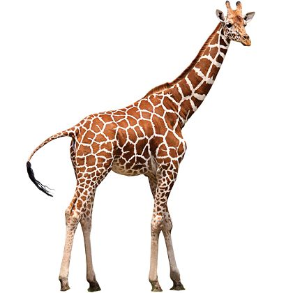 животные африки для детей