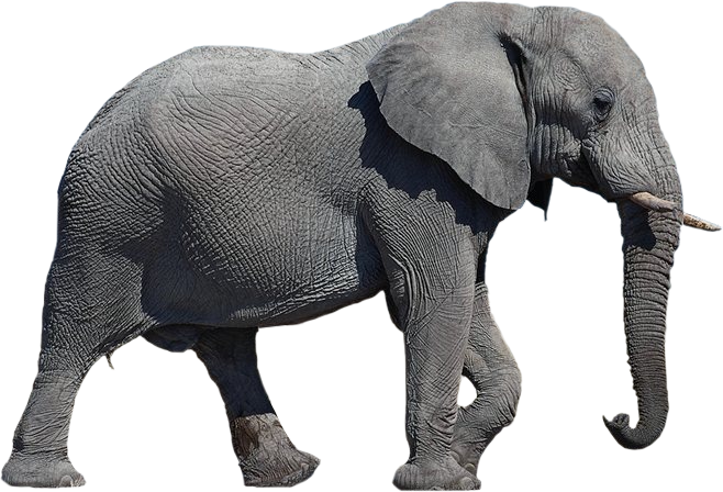 Африканский слон