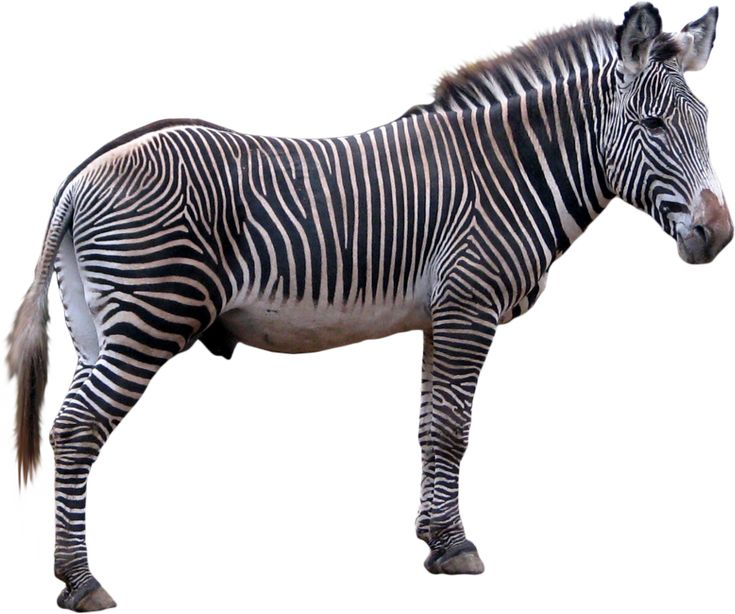 Zebra на белом фоне