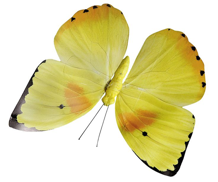 Жёлтая бабочка