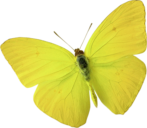 Бабочка капустница желтая