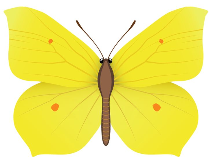 Бабочки желтого цвета