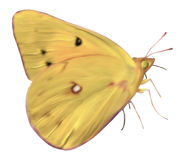 Желтая бабочка на белом фоне