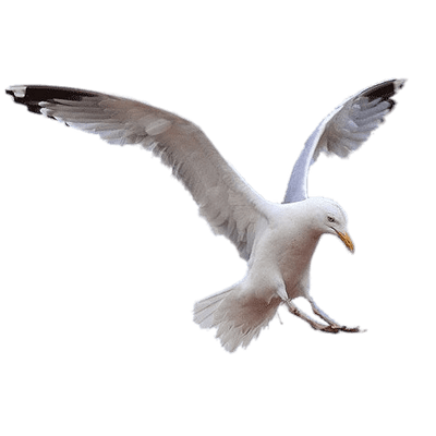 Чайки для фотошопа на прозрачном фоне