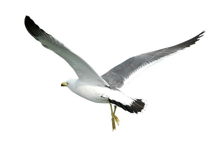 Чайки на белом фоне