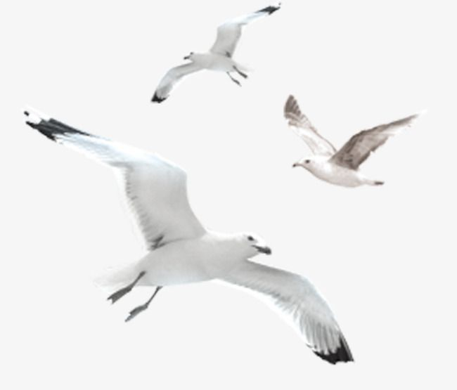 Чайки на белом фоне
