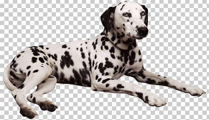 Далматин собака