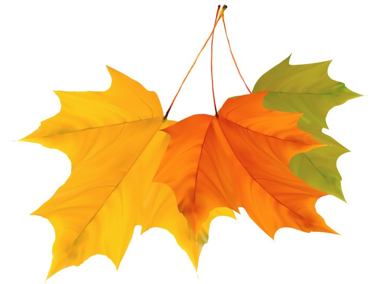Maple кленовый лист