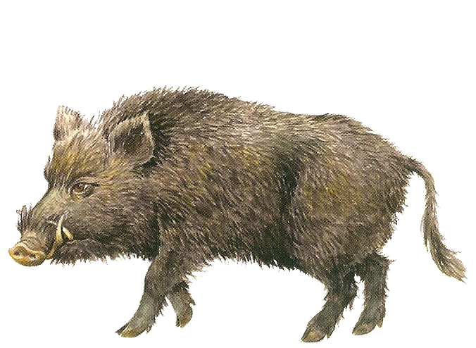 Кабан рисунок