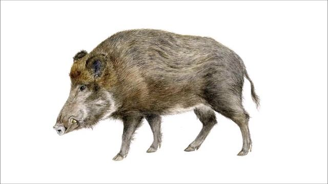 Кабан на белом фоне для детей