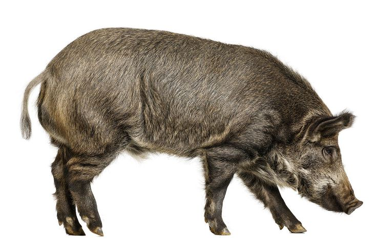 Белый кабан