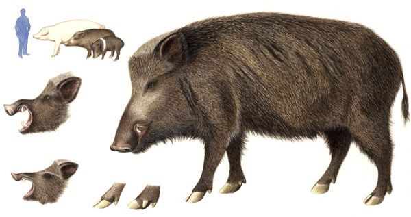 Кабан для детей