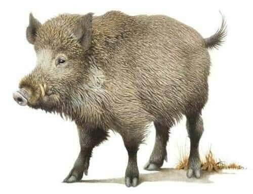 Кабан на белом фоне