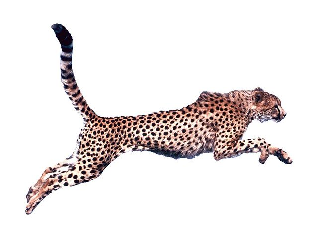 Гепард бежит