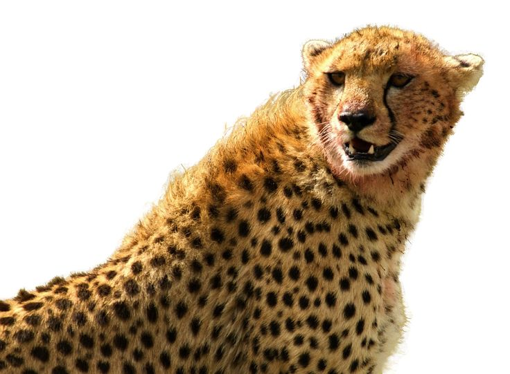Cheetah на белом фоне