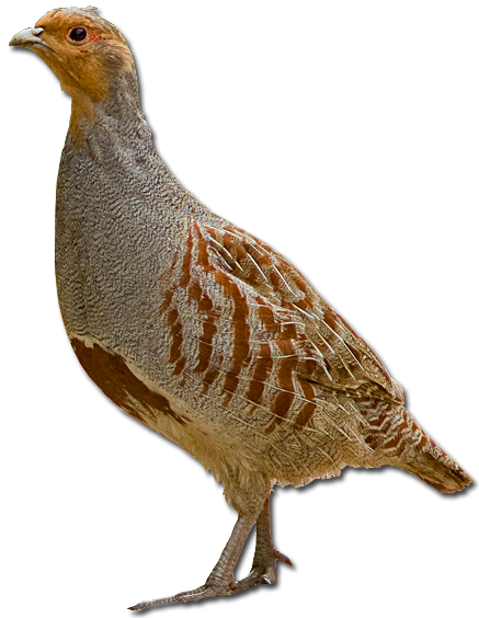 Венгерская куропатка